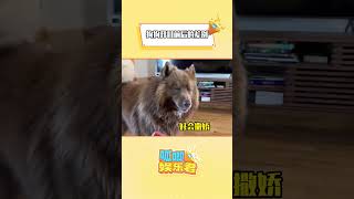 好強的反差感 #藍灣牧羊犬 #狗狗