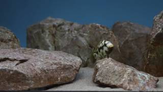 Nimbochromis Livingstoni WF hunting behavior in aquarium