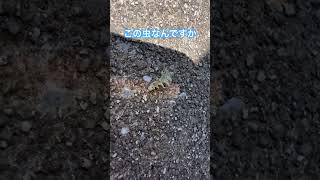 この虫知ってる人コメント欄で！　#虫 #未知の生物 #新種 #質問コーナー #質問 #相談