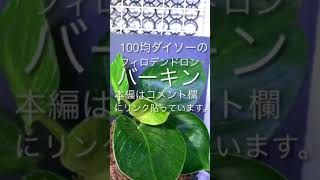 100均ダイソーのフィロデンドロンバーキン/コメント欄に本編動画のリンク貼っています。