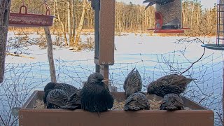 Puffy European Starlings Show Off Spotted Plumage At Cornell Feeders – Feb. 18, 2025