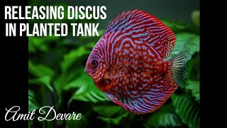 DISCUS FISH IN PLANTED TANK | AMIT DEVARE AQUASCAPING