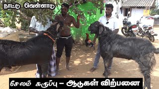 சேலம் கருப்பு ஆடு, நாட்டு வெள்ளாடு, Biggest Goat #mecheri #Goatmarket #goatsales #goatfarming