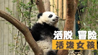 《熊貓成長日誌》第2季 第11期：熱愛冒險的活潑女熊 | iPanda熊貓頻道