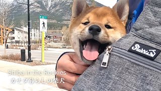 生後2ヶ月の柴犬の子犬を連れて社会化トレーニング。【4K】