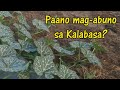 Simplest way of applying Fertilizer in Squash | Paano mag apply ng Pataba sa Kalabasa?