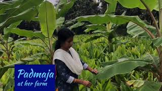 Women in Farming - Padmaja at her Farm