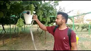 Sensor based PGR and pesticides applicator for grapes. #ICAR_IARI . New Delhi ...