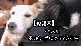 保護犬がそっと膝に乗ってきた日 のvlog 愛おしさで胸がいっぱいになりました【day30】