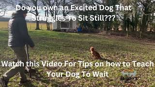 How To Teach Your Dog To Wait #dogtraining #teachyourdog #waitcommand #positivitydogtraining