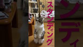 二本足で立つ子猫のブーブー！こんな芸を持っておられたか、、【エキゾチックショートヘアとペルシャの長毛ネコズ】#shorts #cat #エキゾチックショートヘア #ペルシャ #猫 #子猫 #ショート