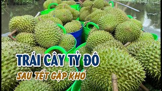 Ngành hàng của loại trái cây tỷ đô sau Tết gặp khó | VTV CẦN THƠ