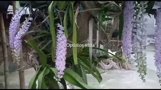 কপৌফুল #orchid #bihu #world record