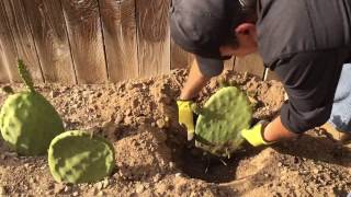 One month update of planting opuntia cactus pads aka nopal or prickly pear cactu