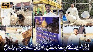 Shareefa Bint al-Hassan sa K Roze Ki Ziyarat Aur Qurbaniyan - بی بی شریفہ کے معجزات - Hillah Iraq