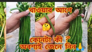 বরবটি আর লাফার মধ্যে পার্থক্য কি ?🤔 Yardlong bean farming || বরবটি আর লাফা দুটোই কি একই  সবজি ?😐