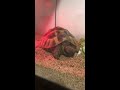 友達の家で飼ってる亀の寝顔 爆睡 sleeping tortoise