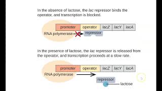 Operons