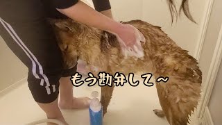 嫌いなお風呂に絶望する犬【赤一枚の甲斐犬】