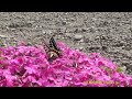 シバザクラの花の蜜を吸うアゲハ