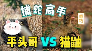 同为毒蛇克星的佼佼者，猫鼬和平头哥到底谁略胜一筹呢？