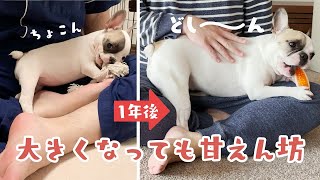 子犬から成犬へ｜フレブルの成長が分かる動画【フレンチブルドッグ】