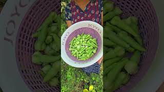 @#Clove beans harvesting in Kerala village