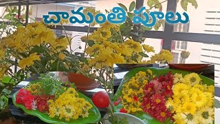 చామంతి పూలు #chamanthi#chamanthipoolu #chamanthithota #chamanthimala #chamanthiplantgrowingatbalcony