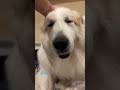 alain アラン greatpyrenees todaysrunrun グレートピレニーズ 今日のルンルン