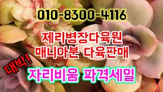 #아띠아다육 #자리비움 파격세일💘#제리병장다육원 매니아분 다육판매 #succulents #명품다육판매 #대박세트 #多肉植物