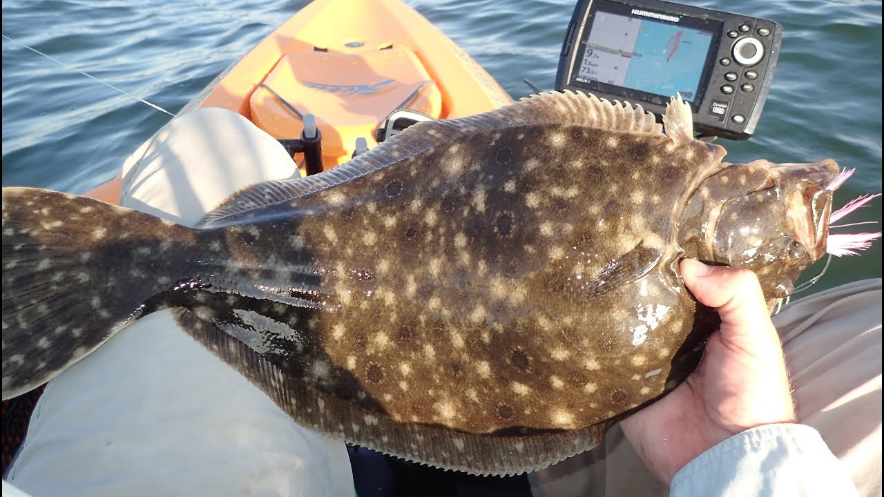 Excellent Shallow Bay Fluke (Summer Flounder) Fishing! - YouTube