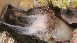 Corkscrew Anemone Spawning