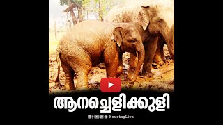 ആനച്ചെളിക്കുളി ! Elephant's mud bath