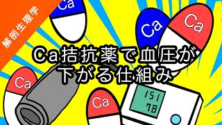 【解剖生理学】カルシウム拮抗薬で血圧が下がる仕組みをざっくり解説【看護に役立つ】