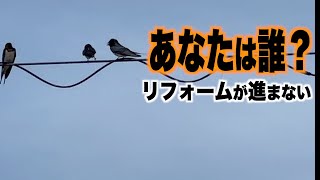 あなたは誰？リフォームが進まない【ツバメ観察2023第1期】