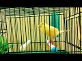 أسطورة تغريد كناري مالينوا البلجيكي مشاء الله chant canari malinois