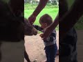 baby donkey meets human baby