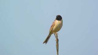 コジュリン（Emberiza yessoensis）の囀り