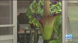 Roseville High’s Corpse Flower Bloom Welcomed As Smelly Distraction