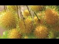 rambutan e35 yellow റംബൂട്ടാൻ e 35 മഞ്ഞ മഞ്ഞ റംബൂട്ടാൻ അറിയേണ്ടതെല്ലാം ഇത് നടാൻ പറ്റുമോ howtoplant