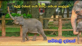 මල්ලි අද තරහා වෙලා | Sajjana And Dissa Cute Baby Elephants