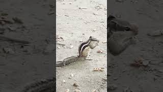 কাঠবিড়ালি বাদাম খাওয়ার দৃশ্য #কাঠবিড়ালি #squirrel #animallover #ytshorts #reels