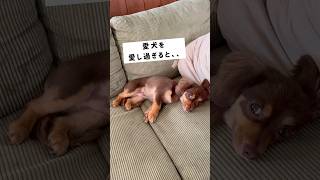 愛犬を愛し過ぎると、、