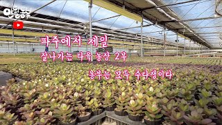 파주에서 제일잘나가는 다육농장 2부-농부는 모두 수다쟁이다. Korean succulent farm 韓国多肉農場