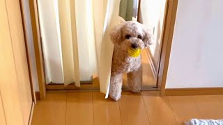 しつこくついてくる大きいトイプードル【デカプー】【トイプードルのロアくん】【toy poodle】