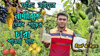 ফরিদ ভাইয়ের নার্সারিতে যেসব গাছের চারা পাওয়া যায় ।যেখানে আম আঙ্গুর আনারের চারা পাওয়া যায় ।ফরিদ এগ্রো