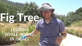 Fig tree - lessons while hiking in Israel