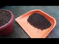 how to poting lotus plants baby plants part 3 കുഞ്ഞ് താമര ചട്ടിയിൽ നടുന്ന രീതി