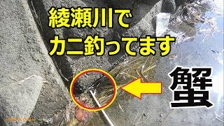 綾瀬川でカニ釣っています【ヘチ釣り】【エサ】【クロダイ】