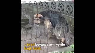 siz insan değilsiniz